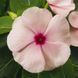 СанШторм F1 абрикосовий 100 шт,кущовий,Syngenta Flowers, Нідерланди 2262 фото