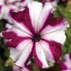 Тритунія F1 crimson star 1000 драже, грандіфлора,Syngenta Flowers, Нідерланди 1817 фото