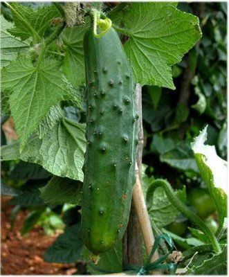 Ловелі F1, 10 шт, NongWoo Bio (Корея) 0934  фото