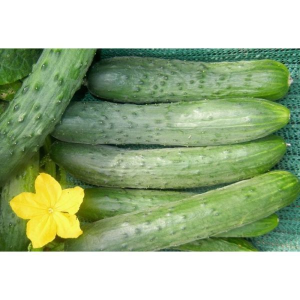 Ловелі F1, 10 шт, NongWoo Bio (Корея) 0934  фото