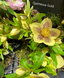 Чемерник (морозник) Quintessa Gold 2709 фото 3