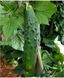Ловелі F1, 10 шт, NongWoo Bio (Корея) 0934  фото 1