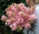 Мадам Батерфляй F1 (махрові, зріз) pink 100 шт Syngenta Flowers, Нідерланди 0633 фото