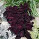 Блек Дрегон 100 шт,PanAmerican, США 2068 фото