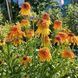 Ехінацея "Marmalade" 2809 фото 5