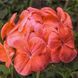 Пінто F1 deep scarlet 100 шт,Syngenta Flowers, Нідерланди 1968 фото