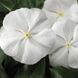 СанШторм F1 білий 100 шт,кущовий,Syngenta Flowers, Нідерланди 2263 фото