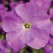 Тритунія F1 lavender 1000 драже, грандіфлора,Syngenta Flowers, Нідерланди 1818 фото