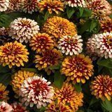 Цинія Свіззл F1 (Zinnia elegans Swizzle F1) mix 2810 фото