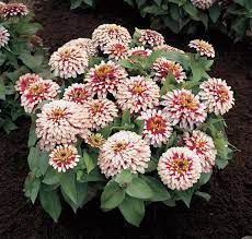 Цинія Свіззл F1 (Zinnia elegans Swizzle F1) mix 2810 фото
