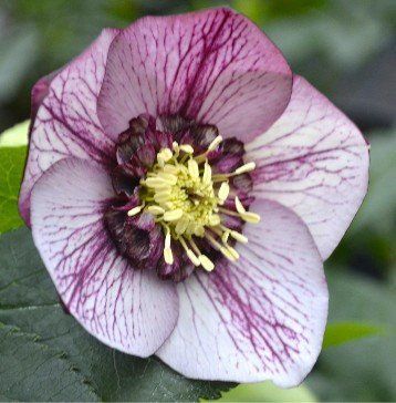 Anemone picotee red 3062 фото
