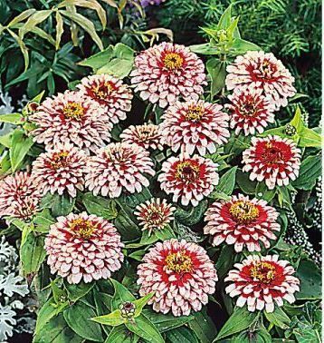Цинія Свіззл F1 (Zinnia elegans Swizzle F1) mix 2810 фото