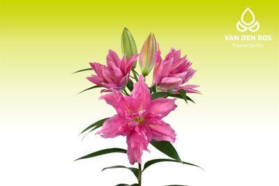 Roselily  Gisella 0037 фото