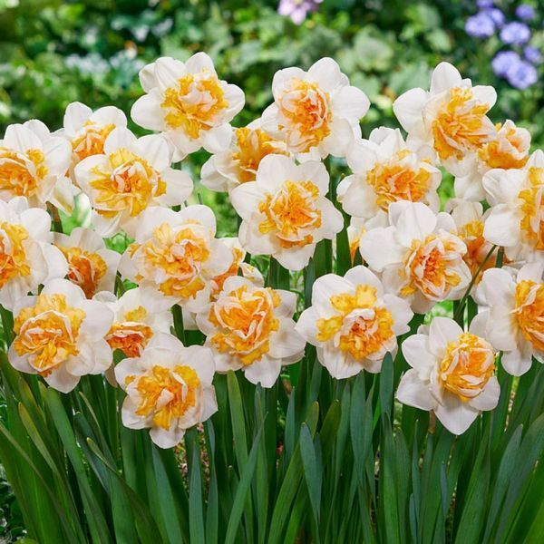 Нарцис Peach Prince 12/14 0137 фото