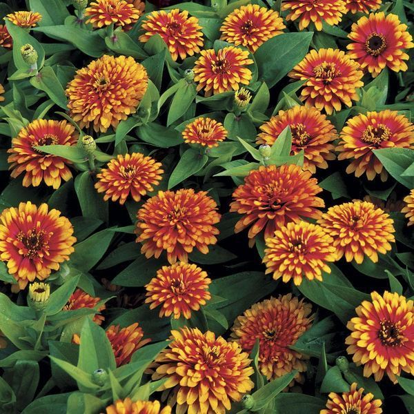 Цинія Свіззл F1 (Zinnia elegans Swizzle F1) mix 2810 фото