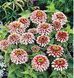Цинія Свіззл F1 (Zinnia elegans Swizzle F1) mix 2810 фото 2