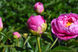 Think Pink 3/5 0935 фото 4