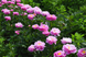 Think Pink 3/5 0935 фото 2