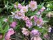 Чемерник Spring Promise Frilly Kitty 2710 фото 3
