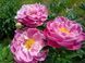 Think Pink 3/5 0935 фото 3