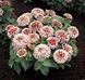 Цинія Свіззл F1 (Zinnia elegans Swizzle F1) mix 2810 фото 6