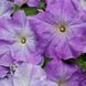Лімбо F1 sky blue 1000 драже, грандіфлора, Hem Genetics, Нідерланди 1769 фото