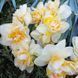 Нарцис Peach Prince 12/14 0137 фото 5