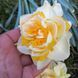 Нарцис Peach Prince 12/14 0137 фото 4