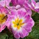 Примула Данова F1 appleblossom 100 шт,Sakata, Японія 1919 фото