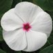 СанШторм F1 білий з вічком 100 шт,кущовий,Syngenta Flowers, Нідерланди 2264 фото