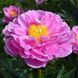Think Pink 3/5 0935 фото 1