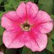 Тритунія F1 pink veined 1000 драже, грандіфлора, Syngenta Flowers, Нідерланди 1819 фото