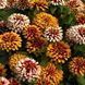 Цинія Свіззл F1 (Zinnia elegans Swizzle F1) mix 2810 фото 1
