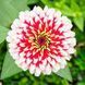Цинія Свіззл F1 (Zinnia elegans Swizzle F1) mix 2810 фото 4