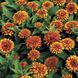 Цинія Свіззл F1 (Zinnia elegans Swizzle F1) mix 2810 фото 3