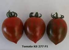 KS 277 F1, тигрова сливка, 8 шт, Kitano Seeds (Нідерланди) 0863 фото