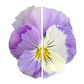Хайфлаєр F1 light violet shades 50 шт, віттрока каскадна, Benary, Німеччина 1483 фото