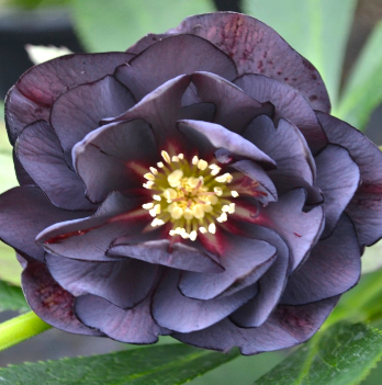 Чемерник Double black 3068 фото