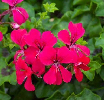 Торнадо F1 fuchsia 25 шт,Syngenta Flowers, Нідерланди 1975 фото
