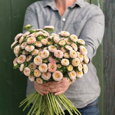 Айстра китайська Matsumoto, Apricot, Sakata 0093 фото