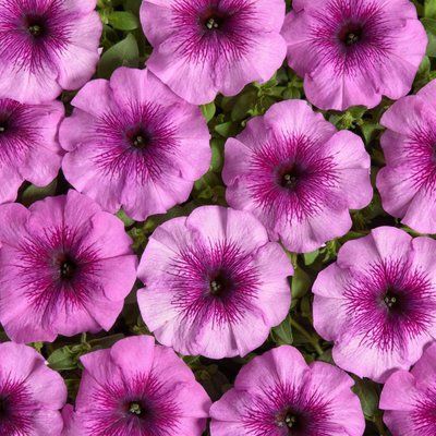 Гало F1 light purple 200 шт драже, мультифлора, Cerny, Чехія 1875 фото
