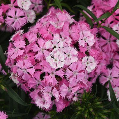 Гвоздика Рокін F1 pink magic 50 драже, міжвидова, на зріз, PanAmerican, США 2025 фото