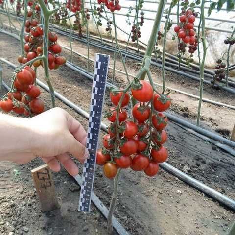 KS 277 F1, тигрова сливка, 8 шт, Kitano Seeds (Нідерланди) 0863 фото