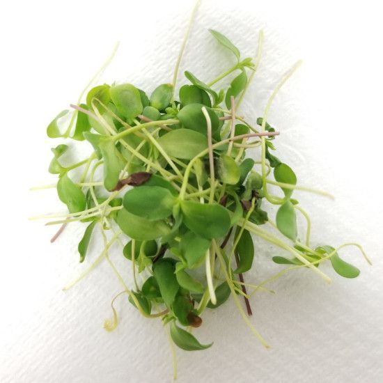 Мікрозелень льону 15 г, W.Legutko, Польща 1384 фото
