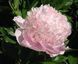 Sweet-16 3/5 0343 фото 2