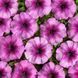 Гало F1 light purple 200 шт драже, мультифлора, Cerny, Чехія 1875 фото