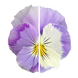 Хайфлаєр F1 light violet shades 50 шт, віттрока каскадна, Benary, Німеччина 1483 фото
