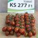 KS 277 F1, тигрова сливка, 8 шт, Kitano Seeds (Нідерланди) 0863 фото 1
