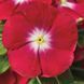 СанШторм F1 ред хеллоу 100 шт,кущовий,Syngenta Flowers, Нідерланди 2270 фото