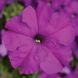 Тритунія F1 violet 1000 драже, грандіфлора,Syngenta Flowers, Нідерланди 1825 фото